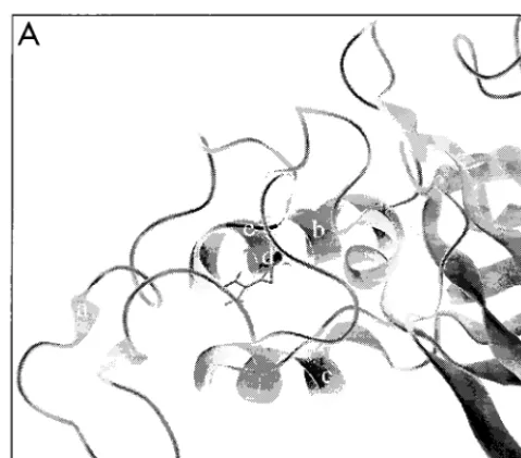 FIG. 5. (A) Ribbon representation of VRA and VRB of the ecotropic en-velope proteins (8)