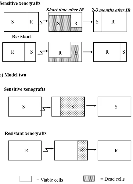 Figure 4. Two hypothetical models for radioresistance/sen- sitivity of prostate cancer xenografts: (a) Model a: two dis-tinct subpopulations within a given xenograft; (b) Model b: each xenograft contains a homogeneous population of cells that have equal ch