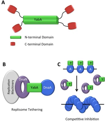Figure 8.� �(via an interaction with both DnaA and DnaN, titrating DnaA away from the replication origin;4-stranded coiled coil structure.Figure� ��A�� Schematic� of� YabA� tetramer� structure�� YabA� N�terminal� domains� �green�� form� a���stranded� coile