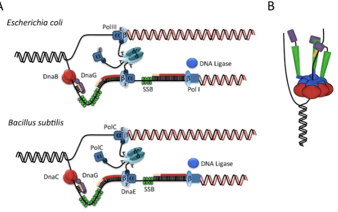 Figure 2.��(The C-terminal helicase-binding domain of the primase is shown in blue. Adapted from [primase molecule and single-stranded DNA (ssDNA) in order to synthesize the primer (Figure���A��Schematic�representation�of�the�E��coli�and�B��subtilis�replis