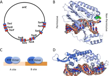 Figure 3.� �were rendered in CCP4MG [non-permissive face shown in red; (the permissive face (Figure� ��A�� Location� and� orientation� of� Ter� sites� in� E�� coli�� permissive� face� shown� in� blue��non�permissive�face�shown�in�red���B��Structure�of�the�