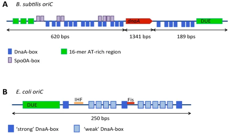 Figure 4.��DnaA-boxes are shown in dark blue, weak DnaA-boxes in light blue, the DNA unwinding elementFigure���A��B��subtilis�origin�of�replication��DnaA�boxes�are�shown�in�blue��the�dnaA�gene�in�red��DNA�unwinding�element�in�green�and�Spo�A�boxes�in�purpl