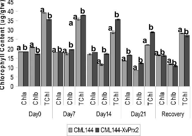 Figure 8. Effect of drought stress and recovery re-watering on chlorophyll content in transgenic and conventional CML144 maize plants
