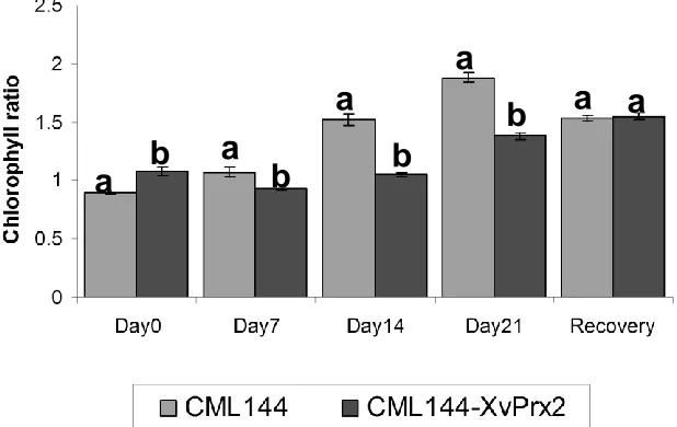 Figure 9. Effect of drought stress on chlorophyll  a/b ratio in transgenic and conventional CML144 maize plants