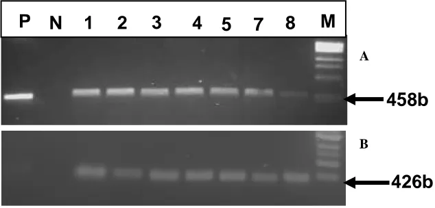 Figure 3. PCR detection of transgenic CML144 maize plants using PMI gene specific primers