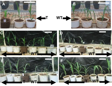 Figure 6. Six week old transgenic and conventional CML144 maize genotypes under different stages of drought stress