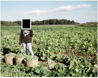 Figure 2. Field of Beans 