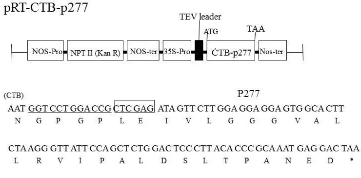 Figure 2.1 Schematic diagram of the plant expression vector pRT-CTB-p277.  The T-DNA region inserted into the plant genome contains the nopaline synthase expression cassette (KanR), which confers kanamycin resistance on transformed cells, and the CTB-p277 fusion cassette consisting of the CaMV 35S promoter fused to a tobacco etch 