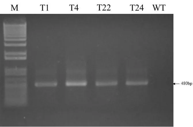 Figure 2.3 RT-PCR analysis of CTB-p277 transcripts in RNA from transgenic plants. Total RNA was extracted from leaf tissues of individual transgenic lines