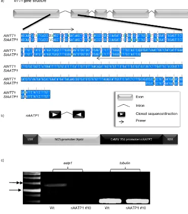 Figure 3.1: Construction of the riAATP1 knockdown lines. a) Alignment of S. tuberosum aatp1 mRNA and the A