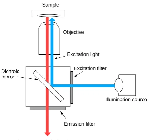 Figure 3.7: A schematic diagram of the light path of an inverted �uorescence microscope.