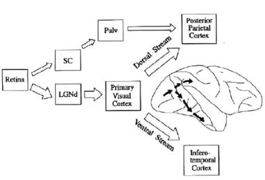 Figure 1.6. A Schematic diagram of the two visual streams (from Milner & Goodale, 