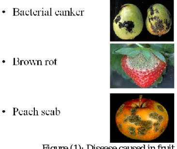 Figure (1): Disease caused in fruit.  