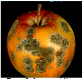 Figure (3): Image acquisition.  
