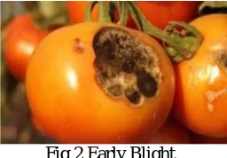 Fig 2 Early Blight  