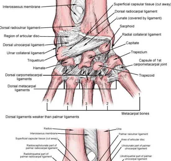 Figure 1.4: Ligaments of the right wrist and hand for the dorsal [top] and volar [bottom] views showing their origins and insertions [11]
