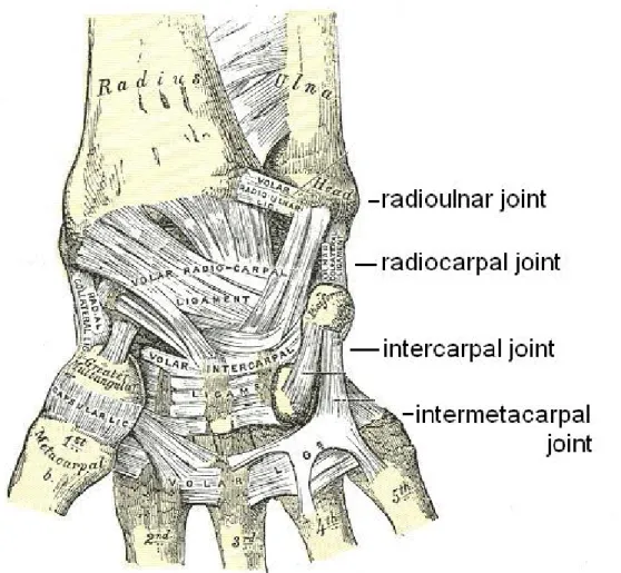Figure 1.5: The joints of the wrist including the distal radioulnar, radiocarpal, intercarpal, and carpometacarpal joints [11]