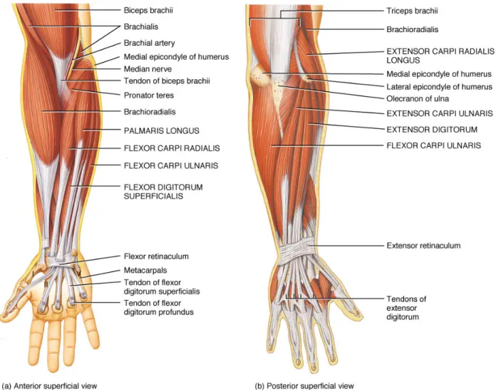 Figure 1.6: Muscles of the right upper extremity for both the volar [left] and dorsal [right] com- com-partments [17]