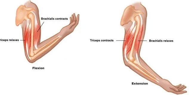 Figure 1.10: Antagonistic muscle pairs for the elbow; the brachialis activates while the triceps relax to induce elbow flexion [left] and the biceps relax while the triceps activate to induce elbow extension [right] [25]