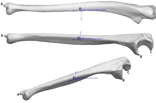 Figure 1.13: The construction of an ISB ulnar coordinate system for a left arm. A: Radial Styloid Process, B: Coronoid Process, C: Olecranon Process, D: Origin