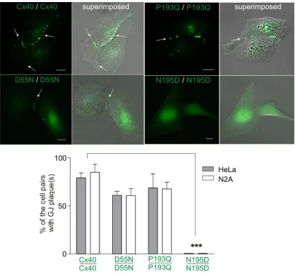 Fig. 2.2. The ability of Cx40 variants to form homotypic gap junction plaque-like structures in HeLa and N2A cells 