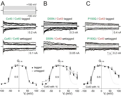 Fig. 2.6. Vj-gating properties of tagged and untagged Cx40 variants with Cx43 