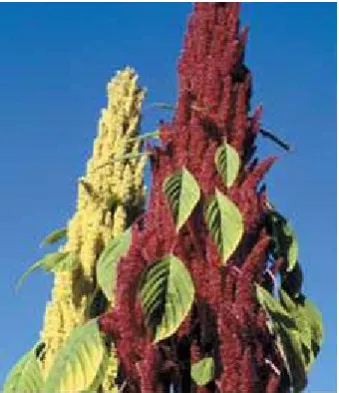 Figure 1. Amaranth grain.