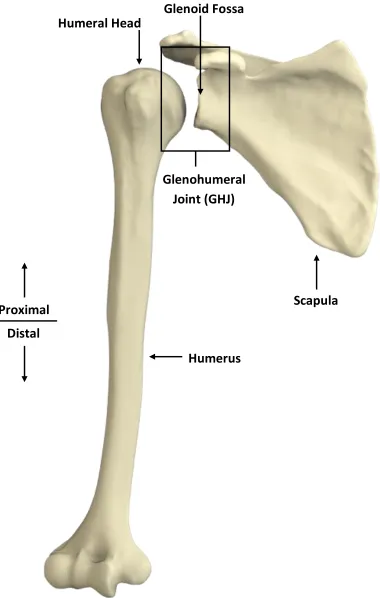 Figure 1.3: Three-dimensional reconstructions of the humerus and scapula 