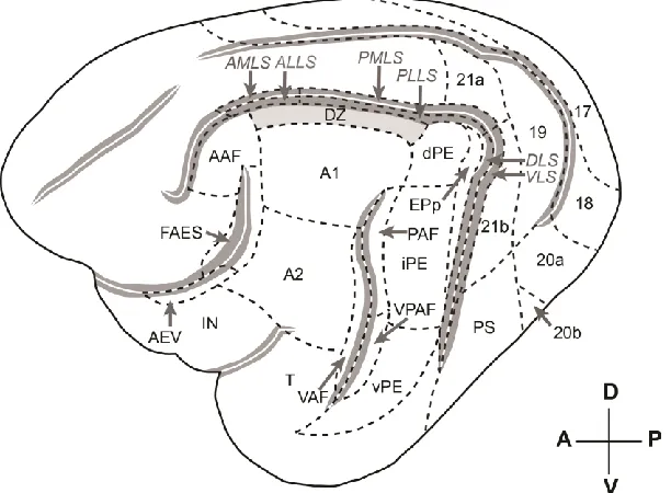 Figure 2.1  The auditory and visual cortices and sub-fields of the cat. 