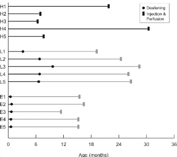 Figure 2.2  Timeline of deafening and other procedures performed on each group.  