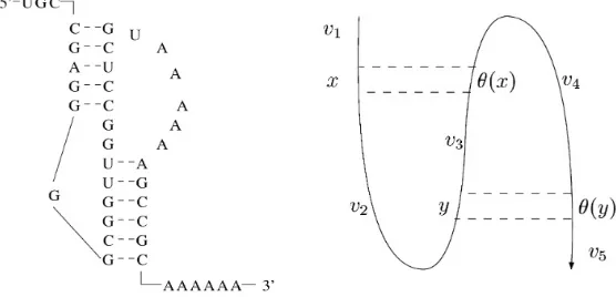 Figure 2.3: Pseudoknot structure formed due to intra-molecular hybridization modelled as aθ-pseudoknot-bordered word xyγθ(x)θ(y) [43]