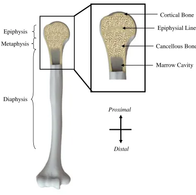 Figure 1.1: Structural makeup of bone 