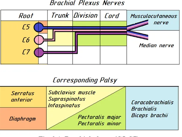 Fig. 2.1. Brachial plexus (C5-C7)  and muscles that motor the upper limb. 