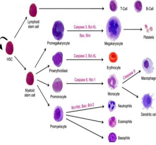 Figure 1: Hematopoiesis 