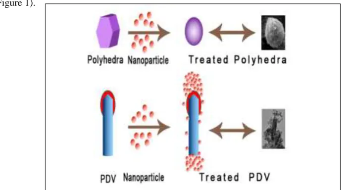 Figure 1. Morphological transition of BmNPV polyhedra caused by nanoparticle treatment