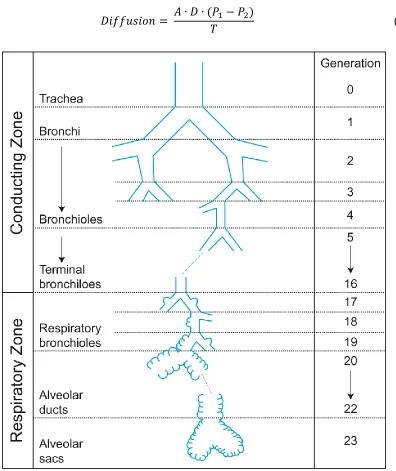 Figure 1-1: Human airway tree. This diagram is not drawn to scale. The first 16 generations represent the conducting zone while generations 17-23 represent the respiratory zone of the airways