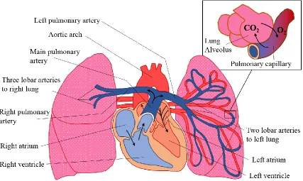 Figure 1-8: Pulmonary circulation. Black arrows represent the direction of blood flow in the heart