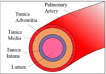 Figure 1-9: Layers of pulmonary artery walls. The three main layers that compose the walls of pulmonary arteries are the tunica intima, tunica media and tunica adventitia moving from the lumen towards the outside of the vessel