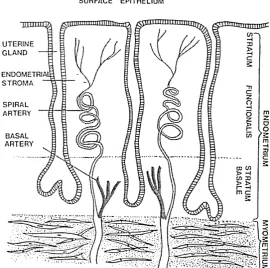 Figure 1.3: Morphology of the human uterus. 