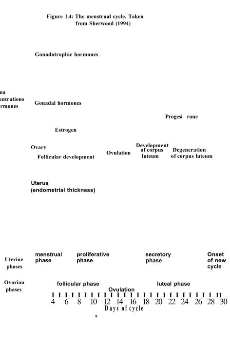 Figure 1.4: The menstrual cycle. Taken from Sherwood (1994)