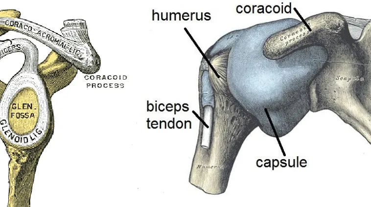 Figure 3.2: Sagittal view of the shoulder joint showing the glenoid [64].   