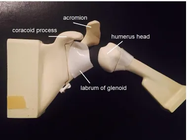 Figure 3.8: Shoulder bones (sagittal view). 