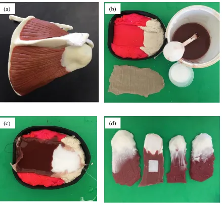Figure 3.9: Creation of rotator cuff muscles and tendons. (a) Plastic shoulder model  (b) Materials used to construct muscles and tendons