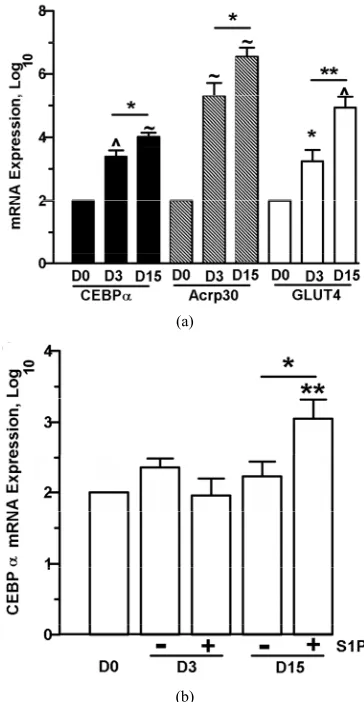 Figure 6. Prolonged culture of 3T3-L1 cells with S1P increases CEBPα mRNA expression. 3T3-L1 were induced to differentiate or were cultured in DMEM + 10% FBS with (+) or without (−) the addition of S1P (1 µM)