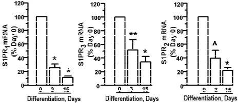 Figure 7. S1P receptor expression declines during adipocyte di- after initiation of differentiation