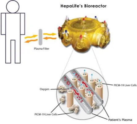 Fig (1): hepatocyte bioreactor 