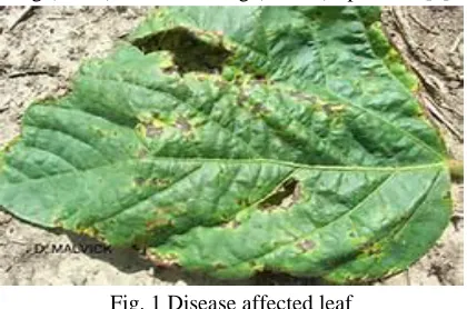 Fig. 1 Disease affected leaf specialist's 