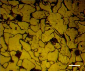 Figure 3. Microstructure of MS plate 