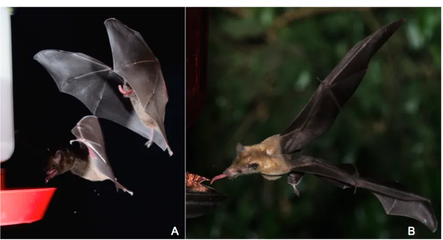 Figure 1. Bats feeding from artificial food sources. Image shows A) a double-exposure 