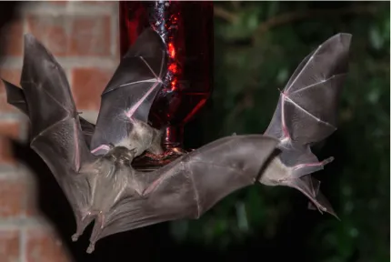 Figure 4. Leptonycteris yerbabuenae feeding from a crowded hummingbird feeder 